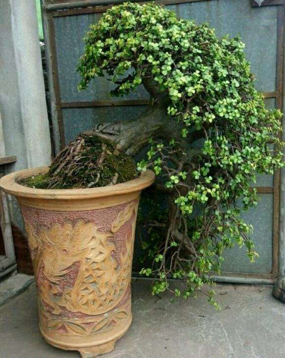 养15年的玉树盆景 