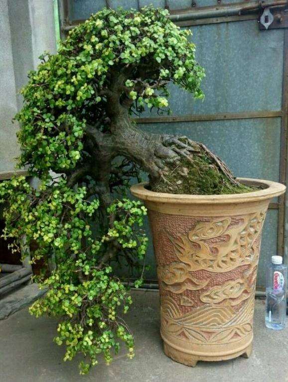 养15年的玉树盆景 