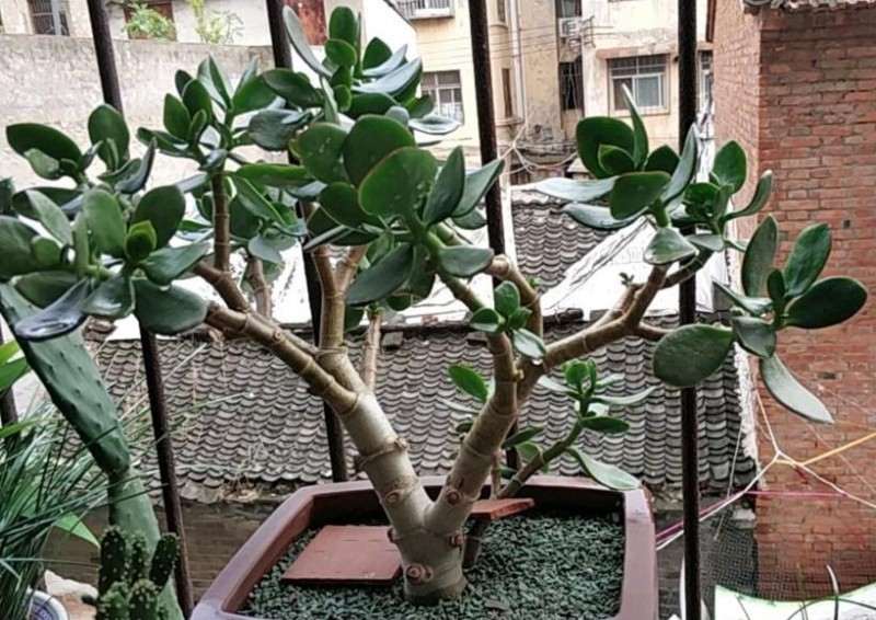 这棵玉树怎么制作成盆景