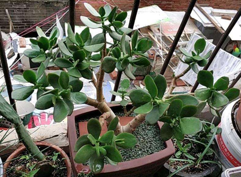 这棵玉树怎么制作成盆景