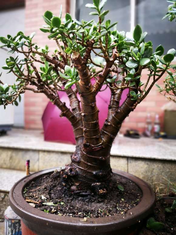 我捡的矮霸玉树盆景