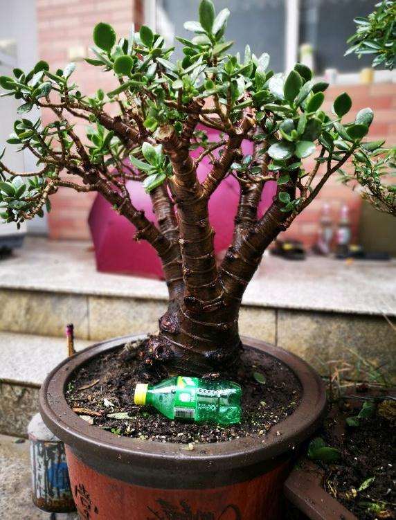 我捡的矮霸玉树盆景