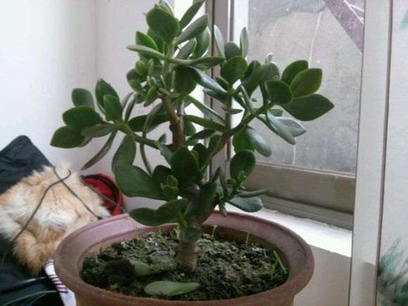 玉树盆景怎样修剪