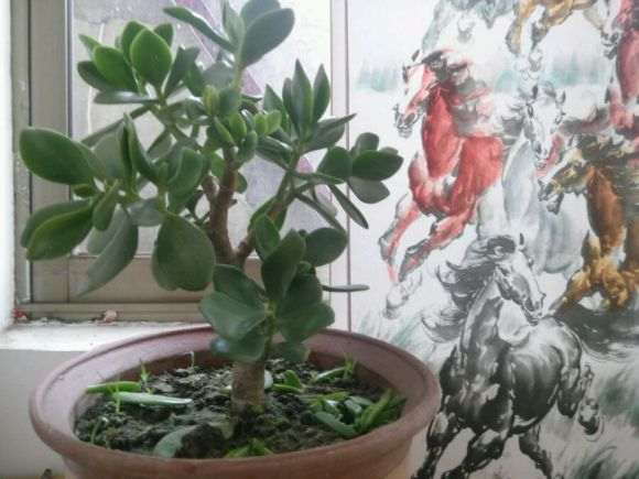 玉树盆景怎样修剪