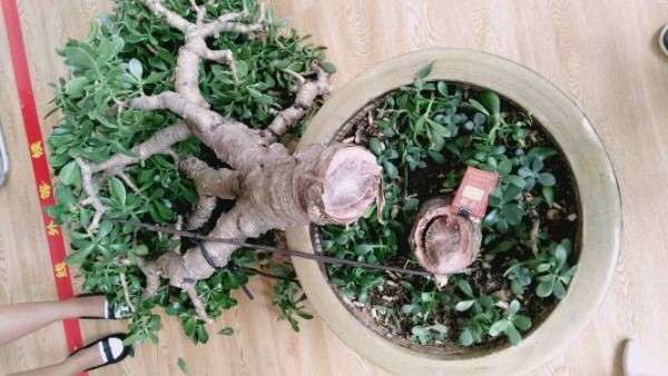 我把玉树盆景给玩死啦