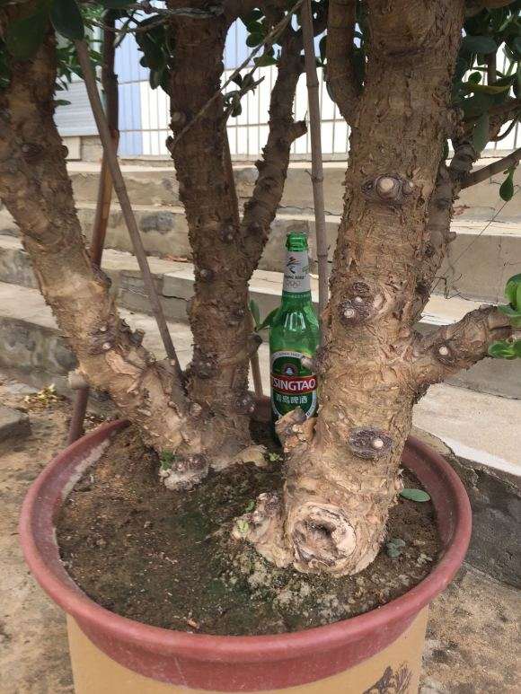 30年的玉树盆景能值多少钱