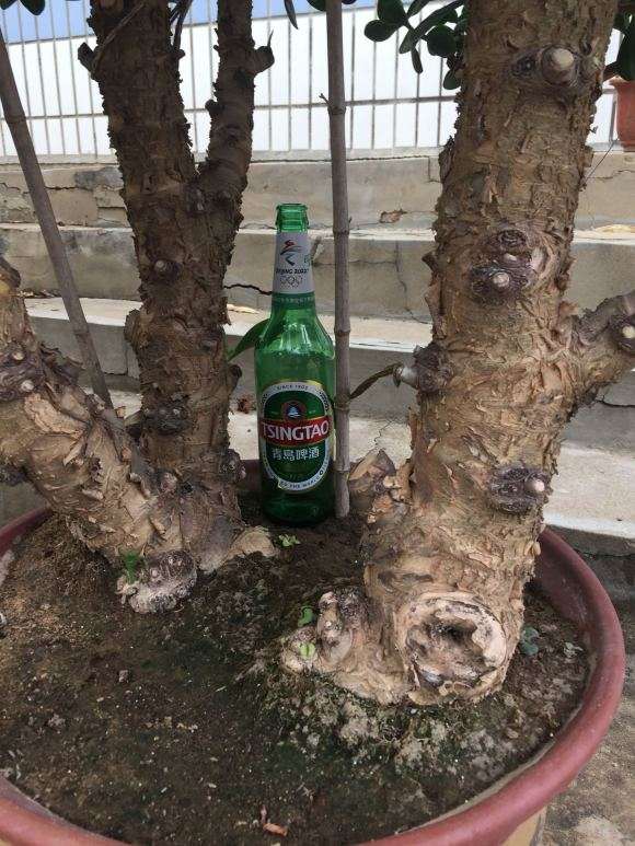 30年的玉树盆景能值多少钱