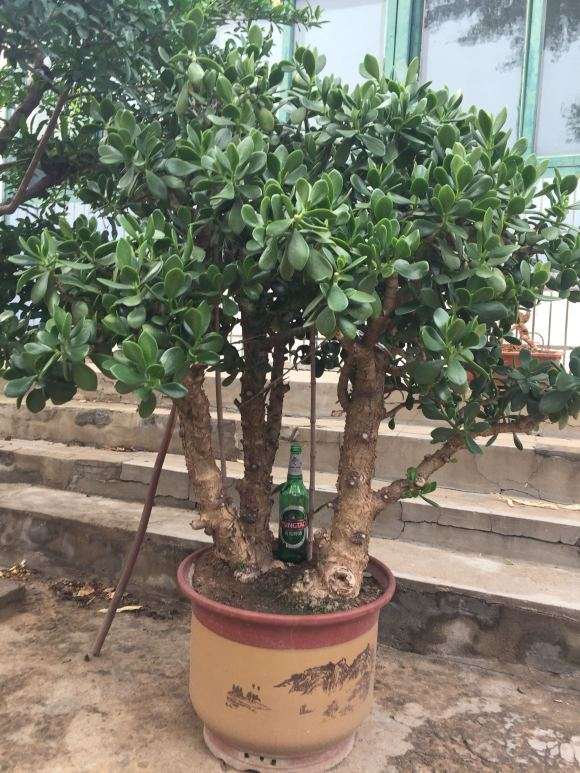 30年的玉树盆景能值多少钱