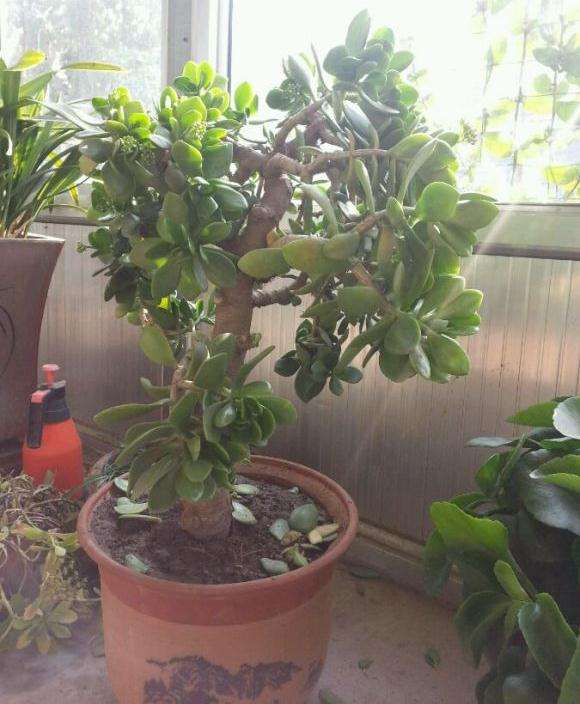 刚换盆的两棵玉树盆景 经常耷拉叶子