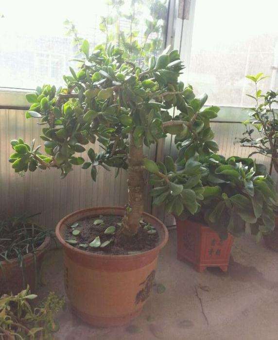 刚换盆的两棵玉树盆景 经常耷拉叶子