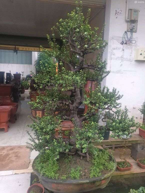 这玉树盆景怎么样 值多少