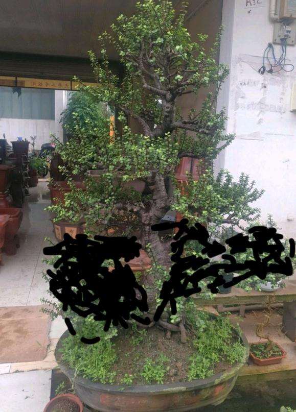 这玉树盆景怎么样 值多少