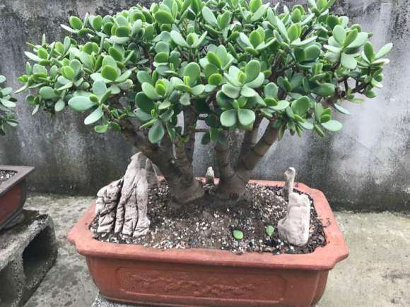 种了10年的玉树盆景 感觉还行