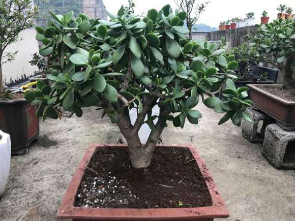 种了10年的玉树盆景 感觉还行