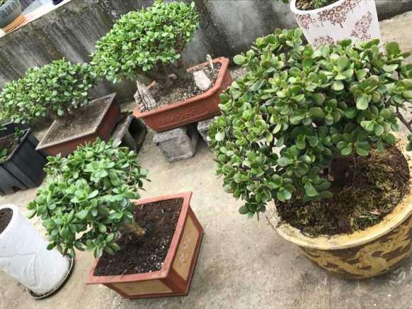 种了10年的玉树盆景 感觉还行