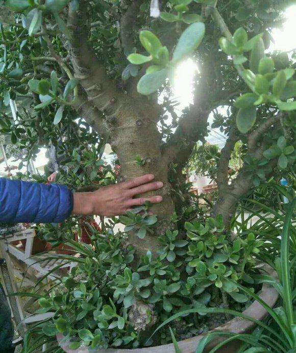 玉树盆景成精了 长这么大