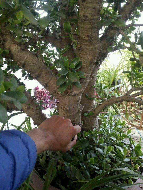 玉树盆景成精了 长这么大