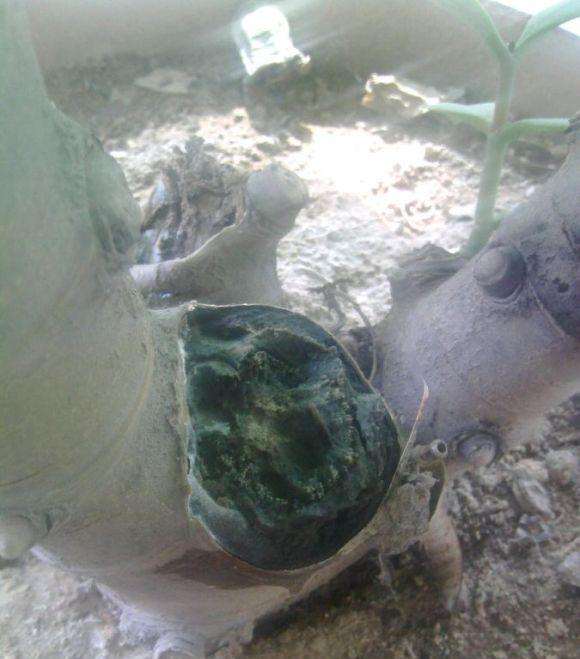 我的玉树盆景怎么回事啊 图片