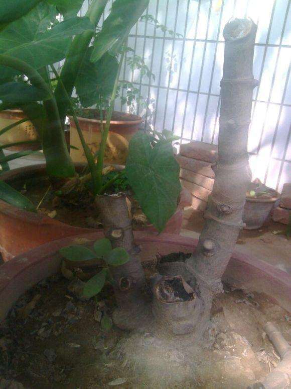 我的玉树盆景怎么回事啊 图片