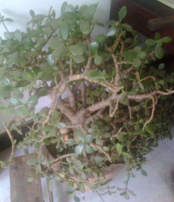 我的玉树盆景怎么回事啊 图片