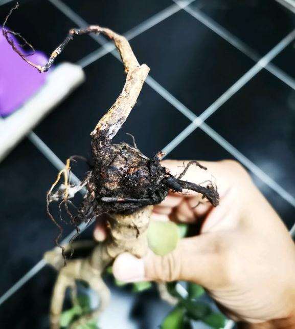 玉树盆景根部成这样了