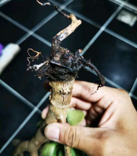 玉树盆景根部成这样了