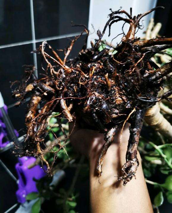 玉树盆景根部成这样了