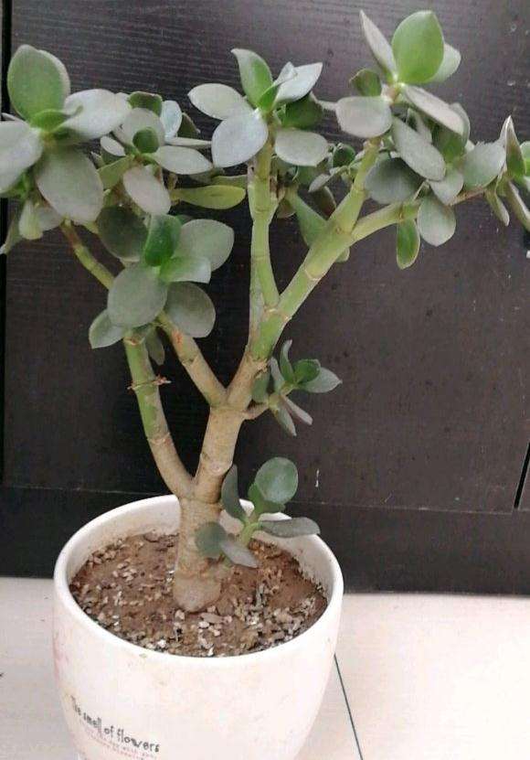 这颗玉树盆景难看死了 该怎么修剪