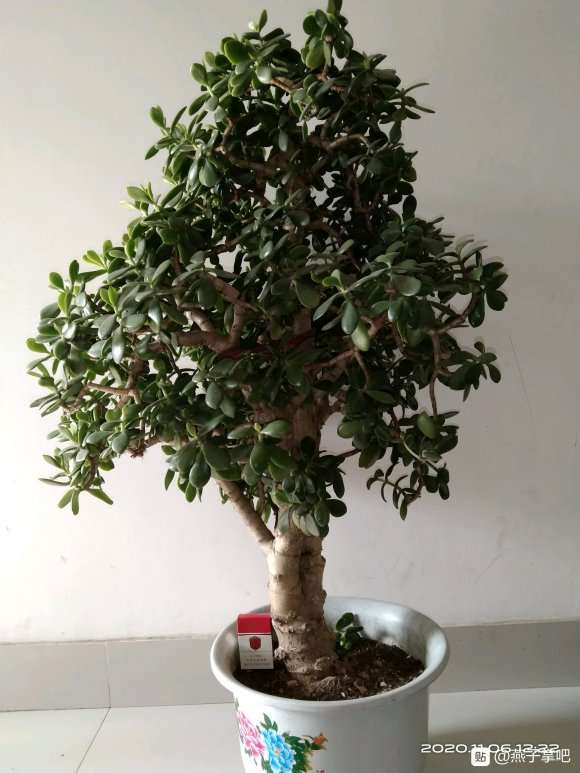 本地花店买的玉树盆景