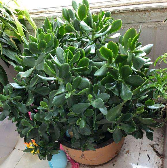 怎样修剪玉树盆景