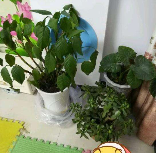 怎样修剪玉树盆景