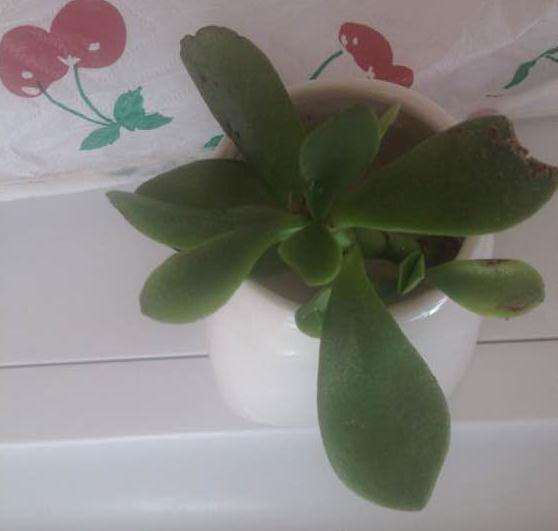 玉树盆景可以水养生根吗