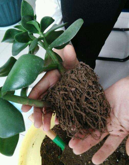 玉树盆景可以水养生根吗