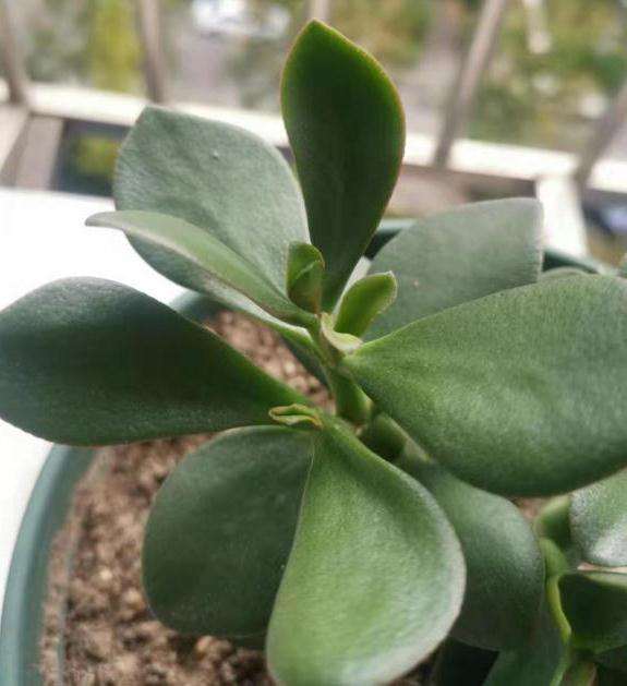 玉树盆景叶子有点皱