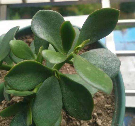 玉树盆景叶子有点皱