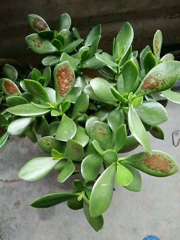 玉树盆景叶子长黑斑了