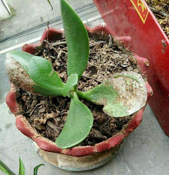 玉树盆景叶子长黑斑了