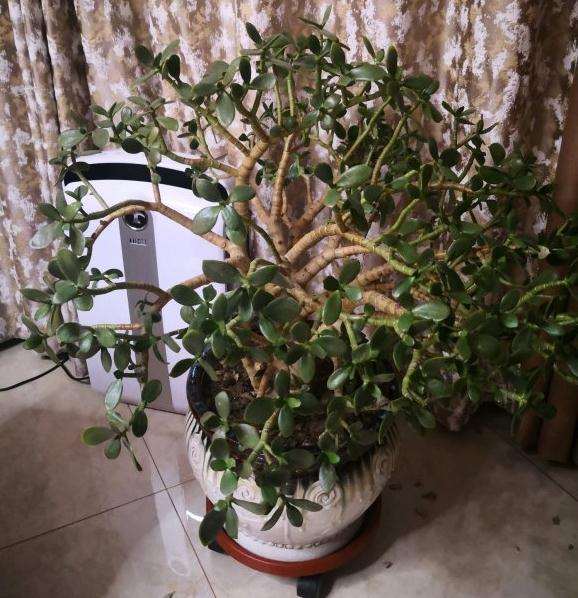 玉树盆景突然枝干发软