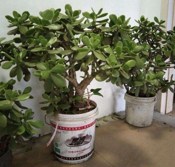 玉树盆景突然枝干发软