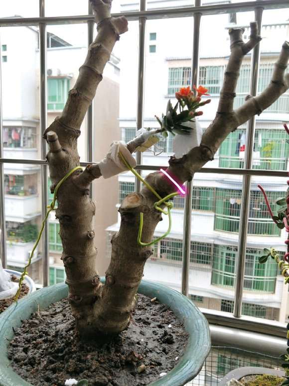 我杀的玉树下山桩 可以吗 图片