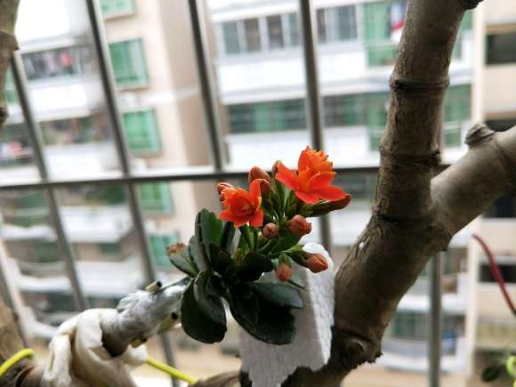 我杀的玉树下山桩