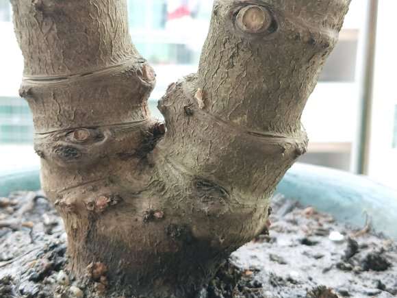 我杀的玉树下山桩