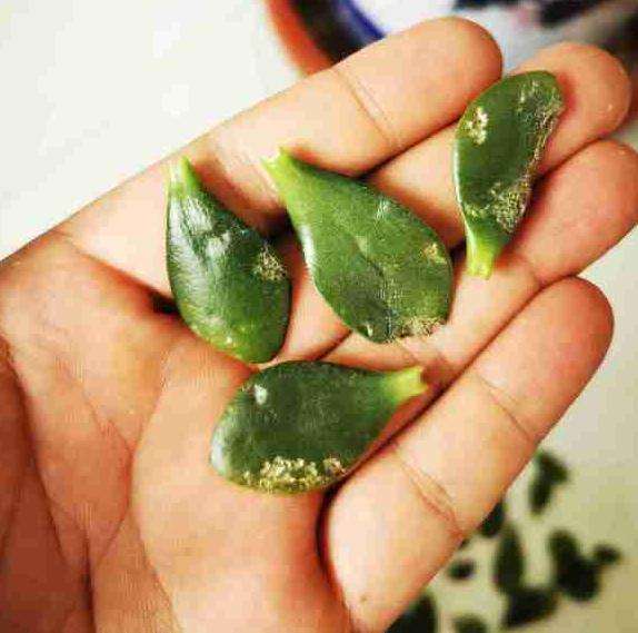 玉树盆景出现烂叶子 变软