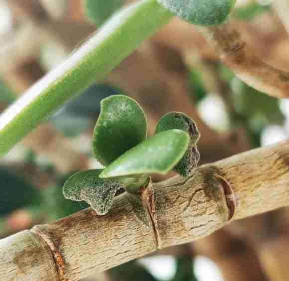 玉树盆景出现烂叶子 变软