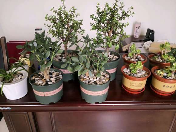 玉树盆景2个月了 没长新根