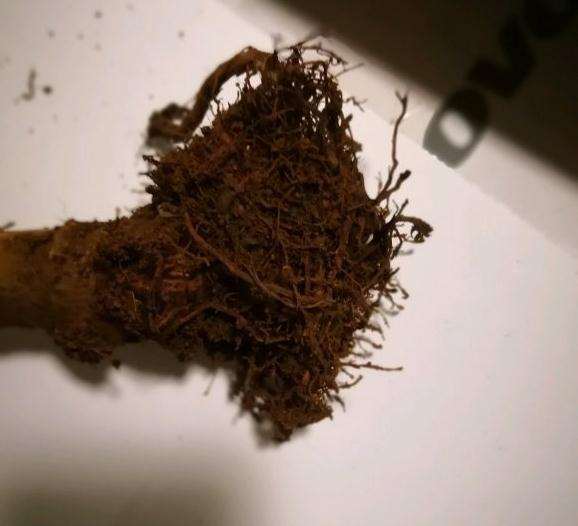 玉树盆景2个月了 没长新根