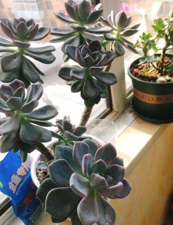 帮忙认一下 这是不是玉树盆景 图片