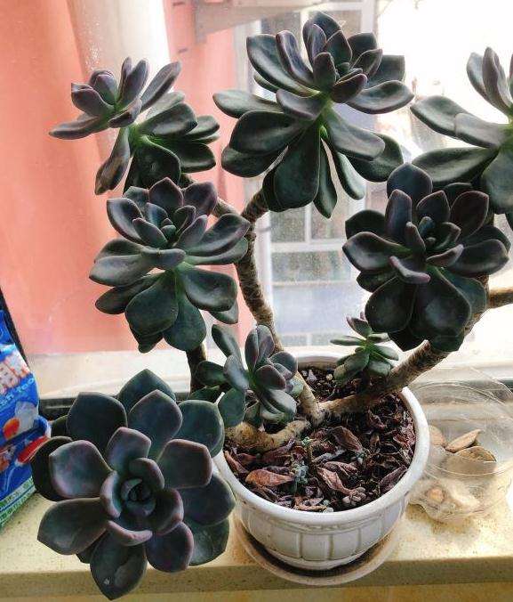 帮忙认一下 这是不是玉树盆景 图片