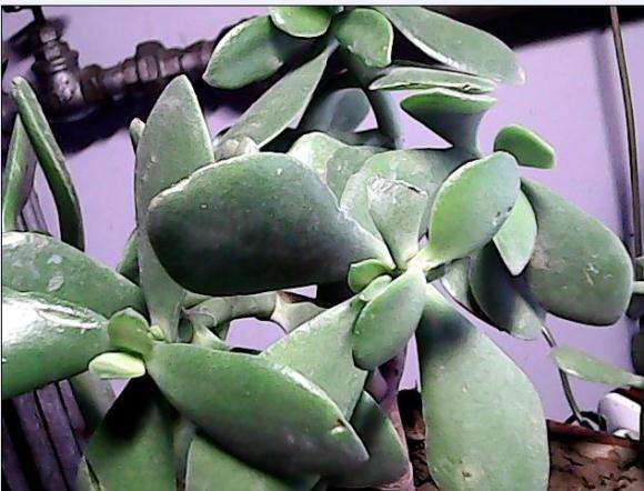 淘宝买的玉树盆景