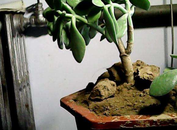 淘宝买的玉树盆景